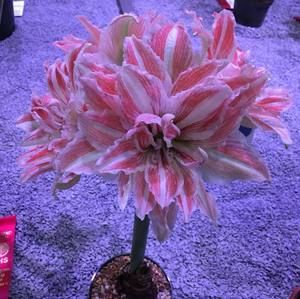 Meet your Posher, Bill